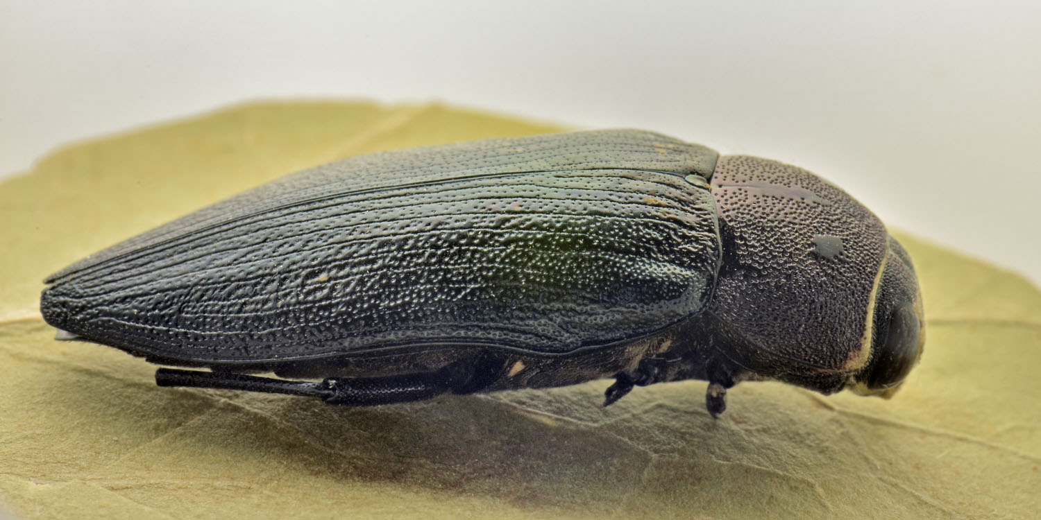 Buprestidae: Buprestis sp.? S, B. cupressi